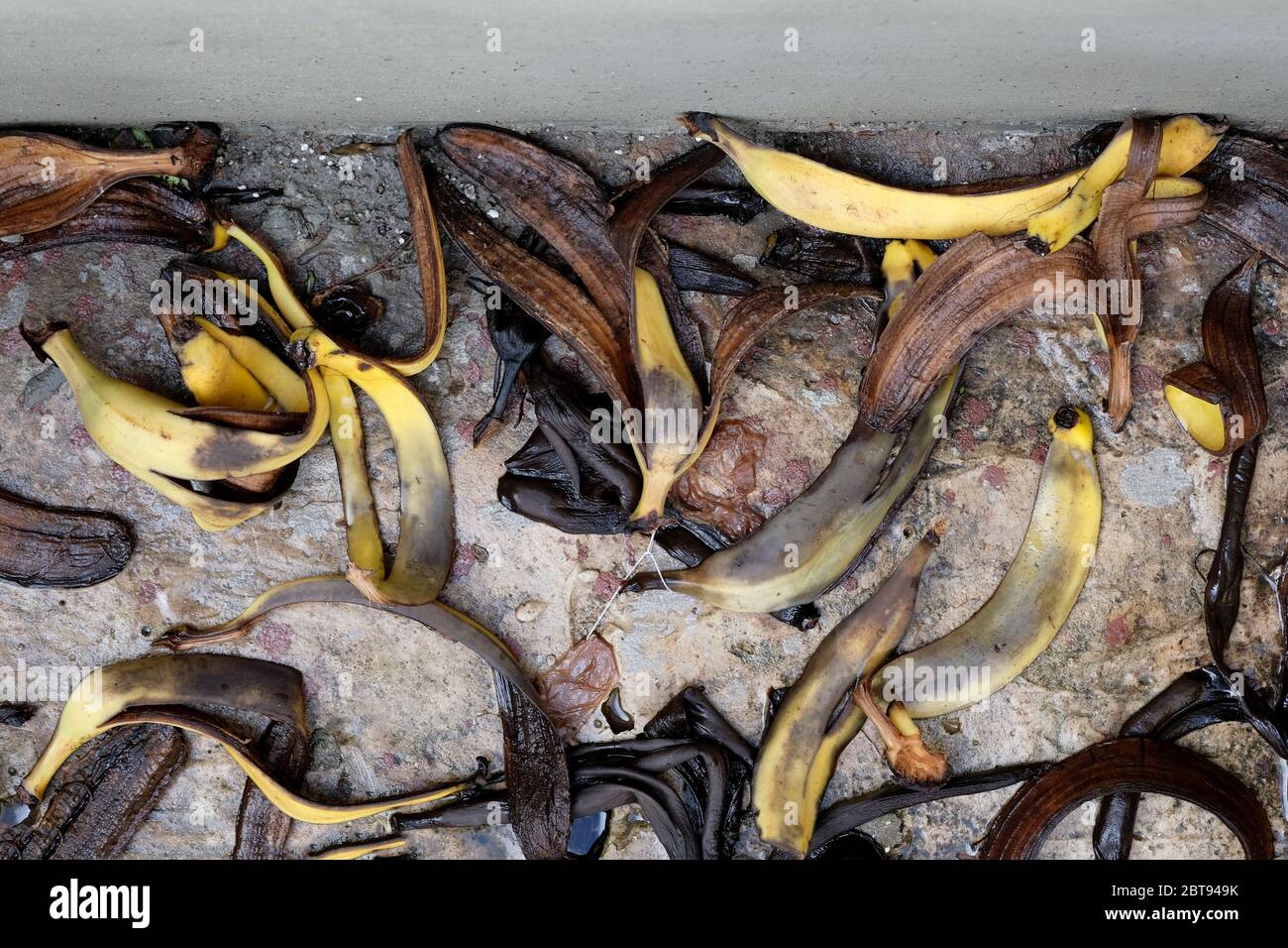 Braune Bananenschale, Draufsicht. Die Schale von Bananen verfault auf der  Strae auf der Strae. Mit einer Bananenschale den Garten dngen, in der  Sonne unter op trocknen Stockfotografie - Alamy
