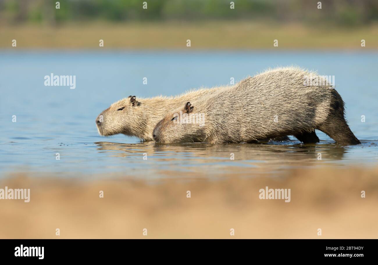 Nahaufnahme von zwei Capybaras an einem Flussufer, Süd-Pantanal, Brasilien. Stockfoto