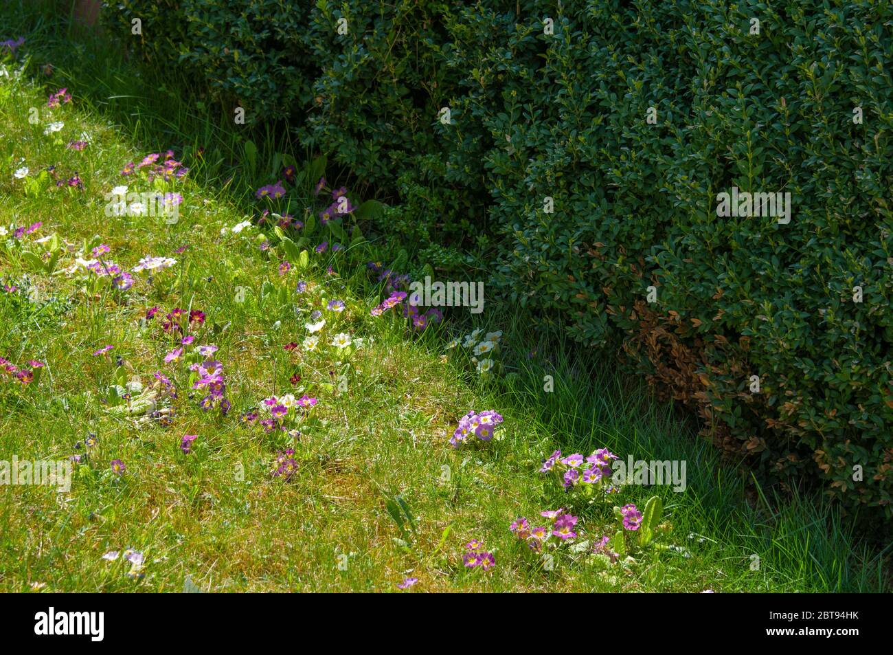 Garten Hybriden von primula in Pastelltönen auf einer Wiese neben einer privaten Hecke an einem sonnigen Tag im Frühling Stockfoto