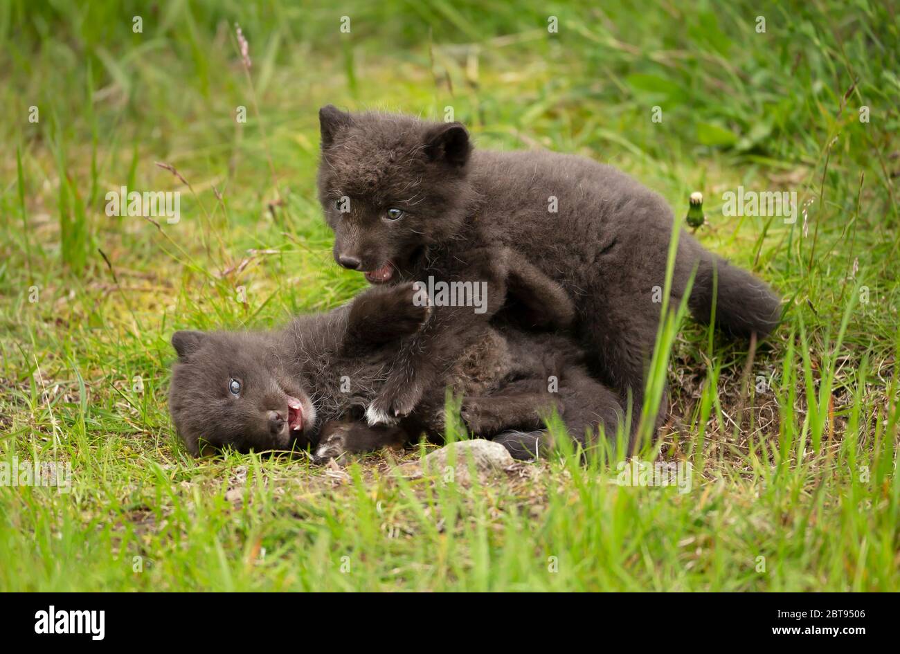 Nahaufnahme von zwei verspielten Arctic Fox (Vulpes lagopus) Jungen im grünen Gras, Island. Stockfoto