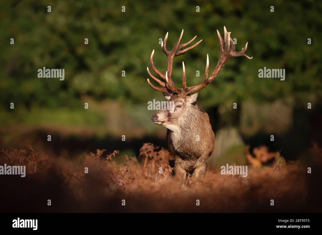 Nahaufnahme eines verletzten Rothirschhirsches, der während der Brunftzeit im Herbst in Farnen steht. Stockfoto