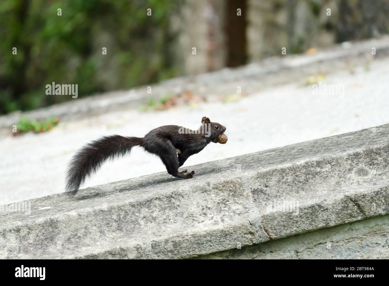 Mutiertes Schwarzhörnchen (Sciurus Vulgaris), das mit einer Walnuss in den Gärten des Schlosses Cesky Krumlov läuft Stockfoto