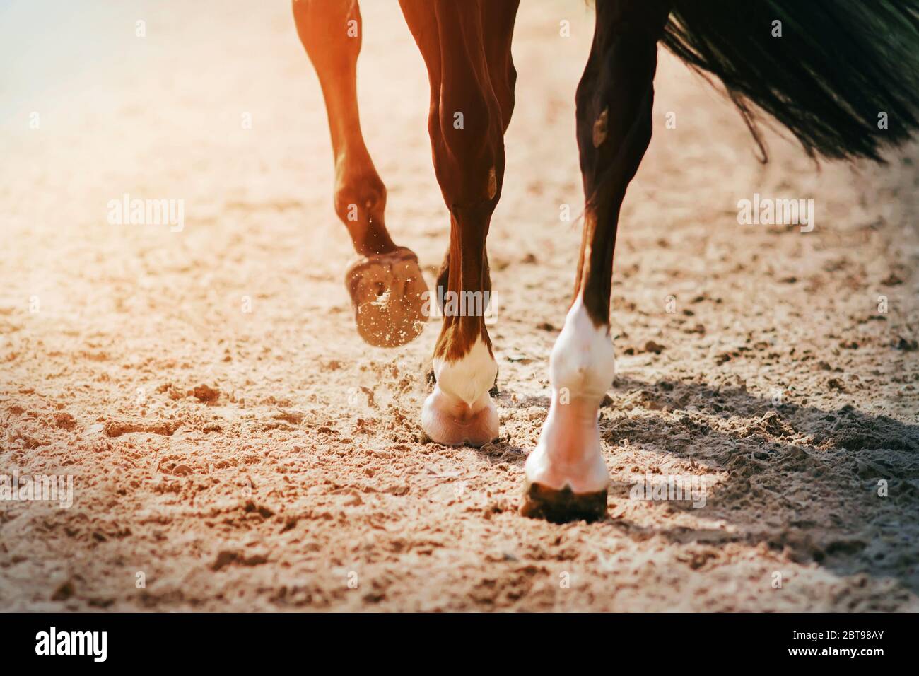 Die Füße eines schwarzen Rennpferdes galoppieren über eine sandige Arena, seine Hufe treten Sand und Staub in die Luft. Stockfoto