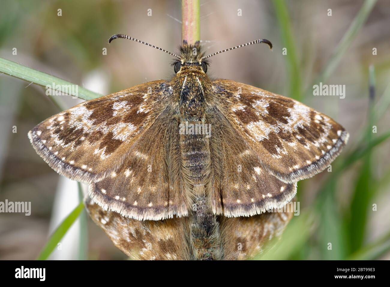 Dingy Skipper - Erynnis Tages Männchen des Paarungspaares Stockfoto