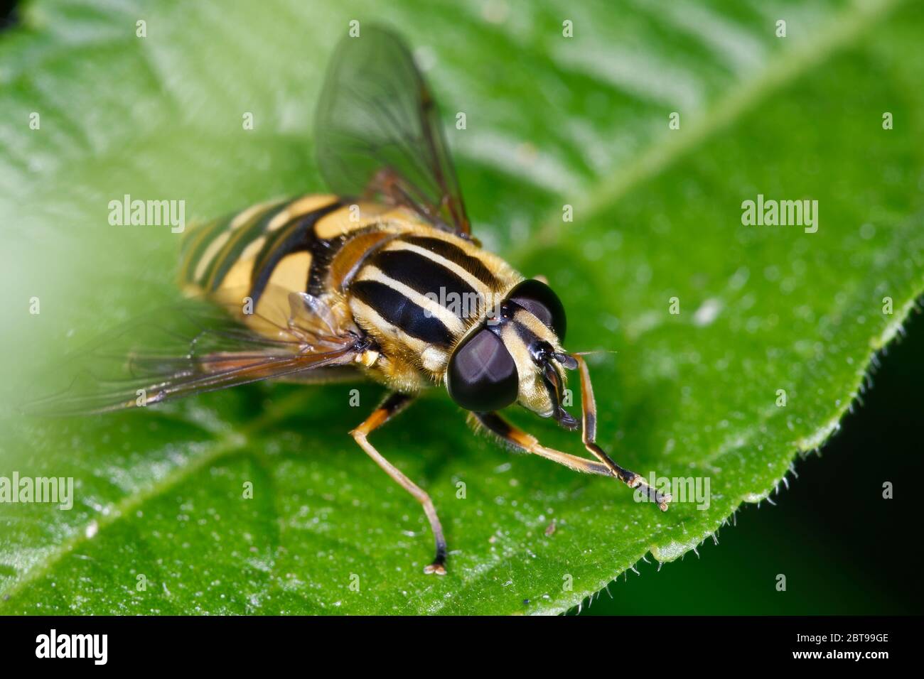 Brindled Hoverfly oder Sunfly - Helophilus pendulus Dreiviertelansicht Stockfoto