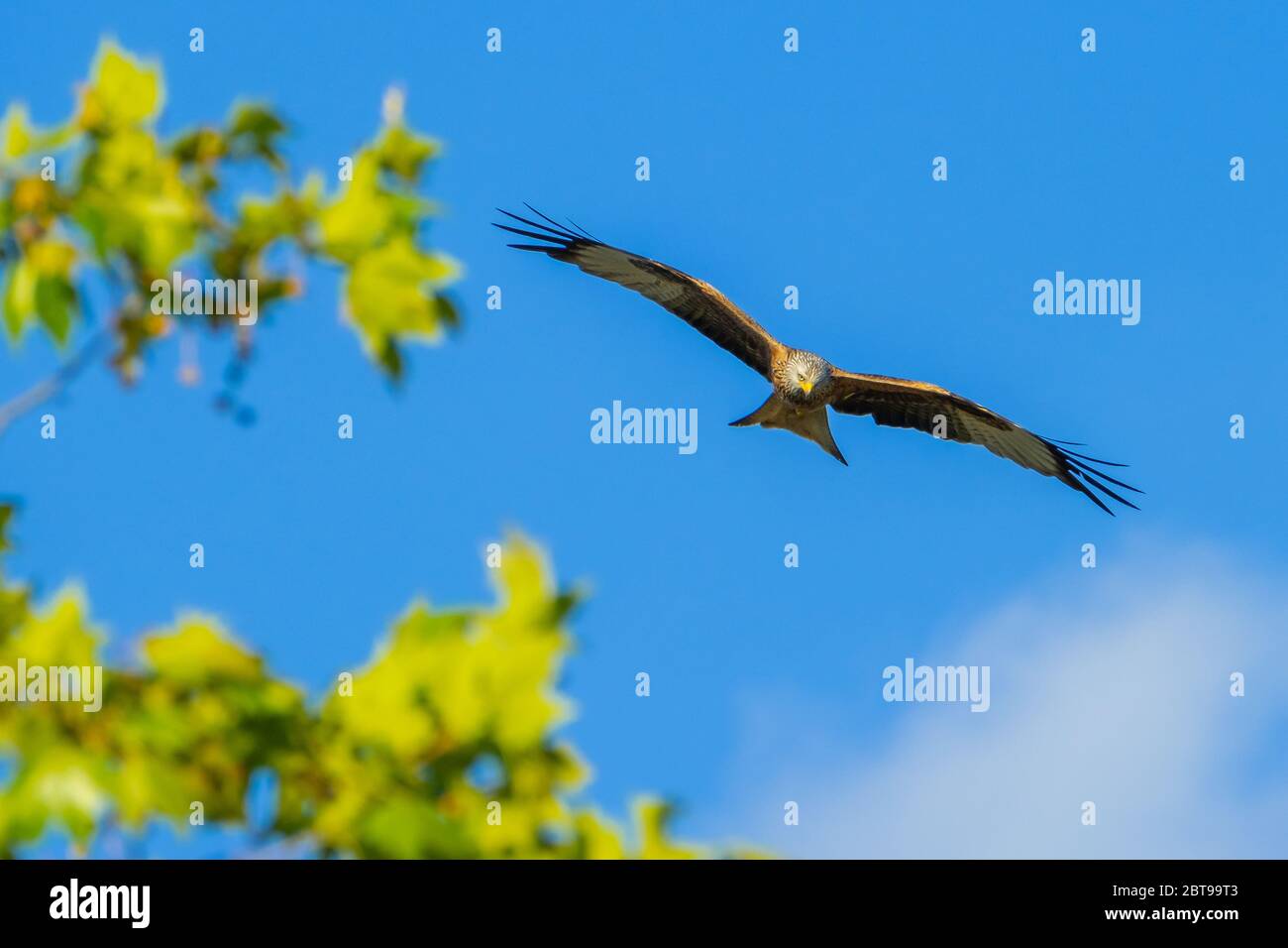 Red Kite Kopf Auf Stockfoto