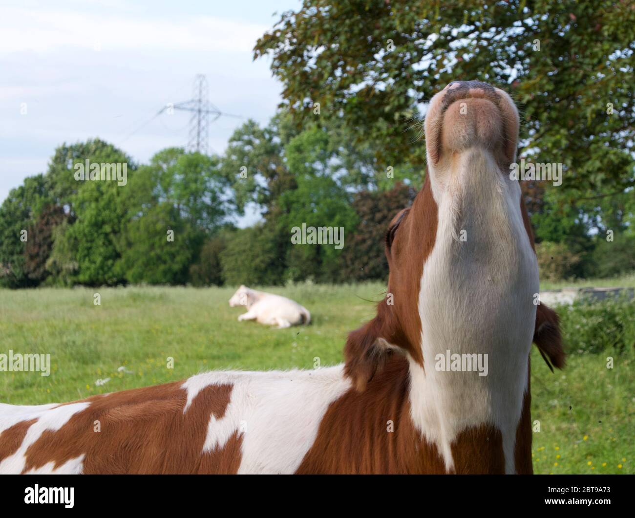 Amüsantes Bild von braunen und weißen Kuh zeigt Unterseite des Kinns Stockfoto