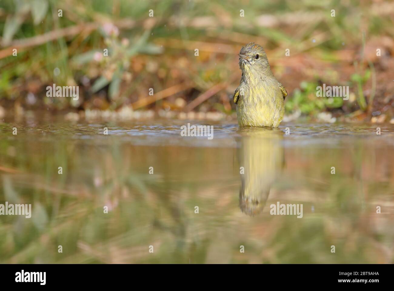 Orangegekrönter Waldsänger (Leiothlypis celata) Baden, Texas, USA Stockfoto