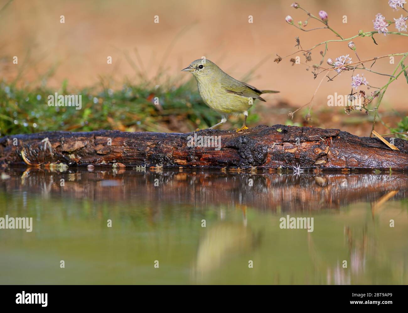 Orangekrönter Waldsänger (Leiothlypis celata), Texas, USA Stockfoto