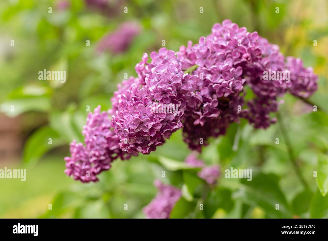 Blühender lila Flieder. Mai Garten nach dem Regen. Wassertropfen auf Blütenblättern. Polnische Frühlingsfarben. Stockfoto