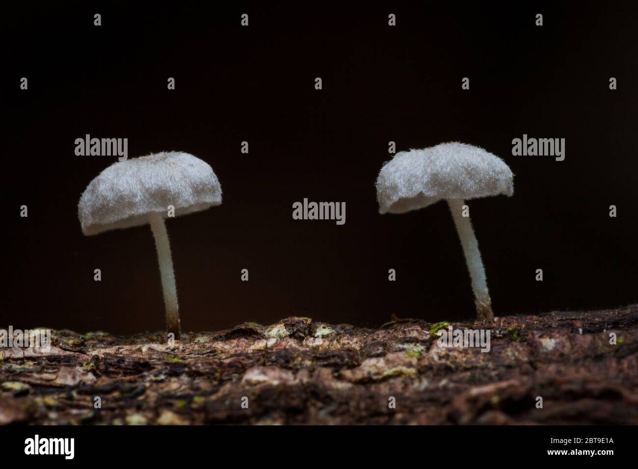 Pilze auf einem Holzstamm im üppigen Regenwald im Burbayar Naturschutzgebiet, Republik Panama. Stockfoto