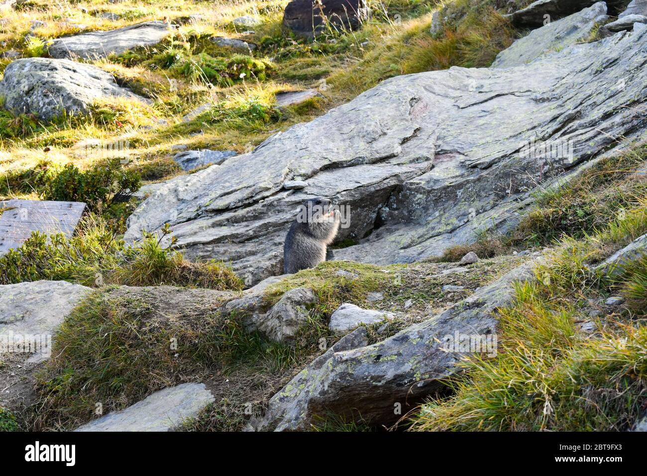 Alpine Marmot (Marmota marmota) Familie. Stockfoto