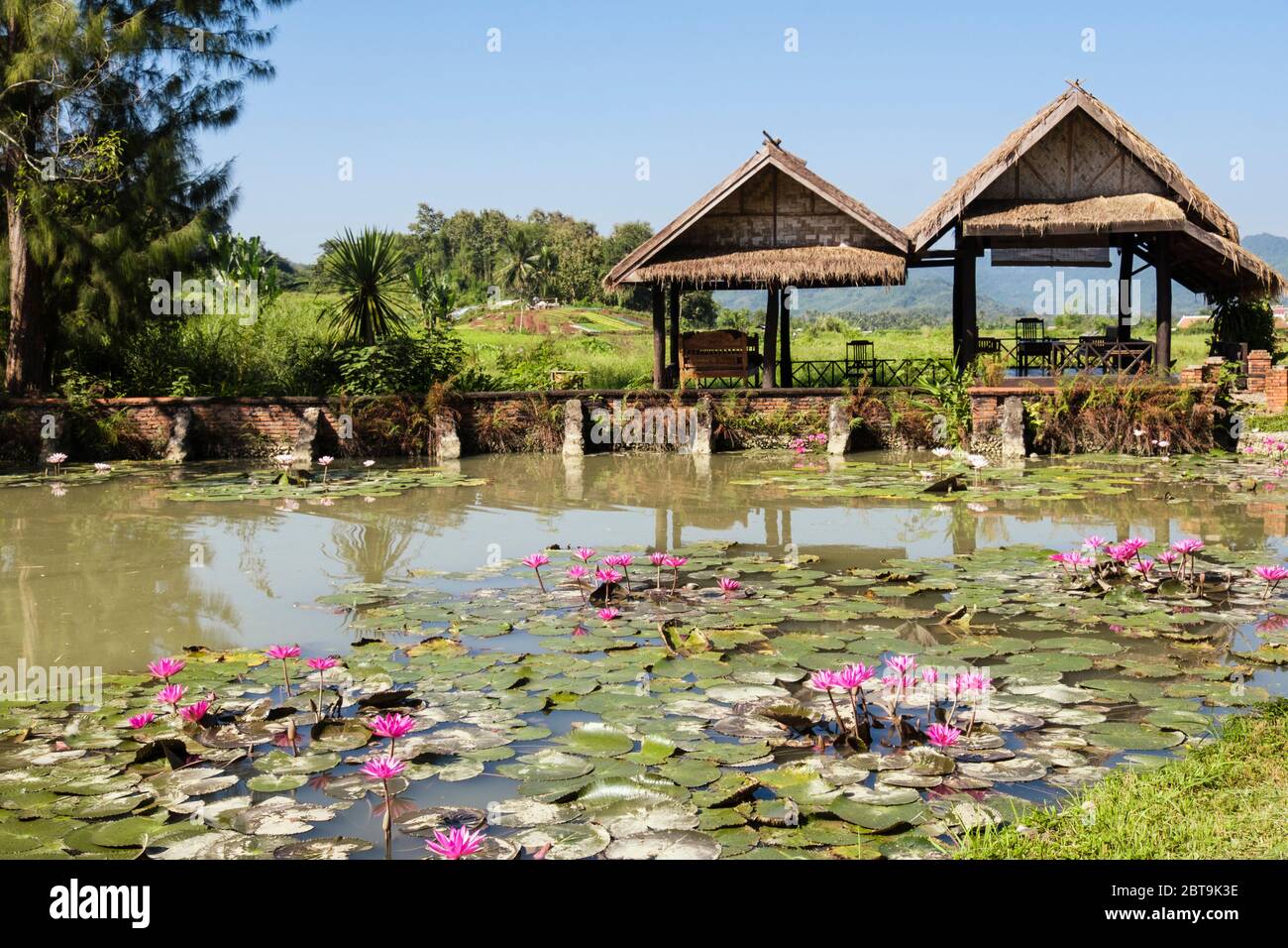 Heilige Lotusblumen (Nelumbo nucifera) wachsen in einem Teich im Santi Resort Hotel. Luang Prabang, Laos, Südostasien Stockfoto