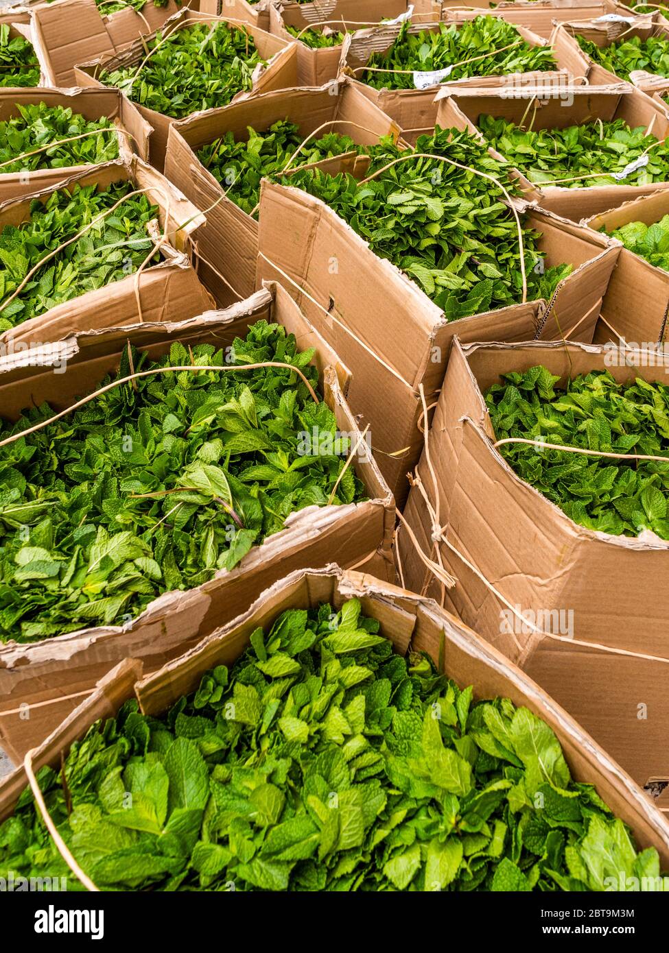 Große Boxen von Minze zu verkaufen in arabischen Markt, Brüssel, Belgien. Stockfoto