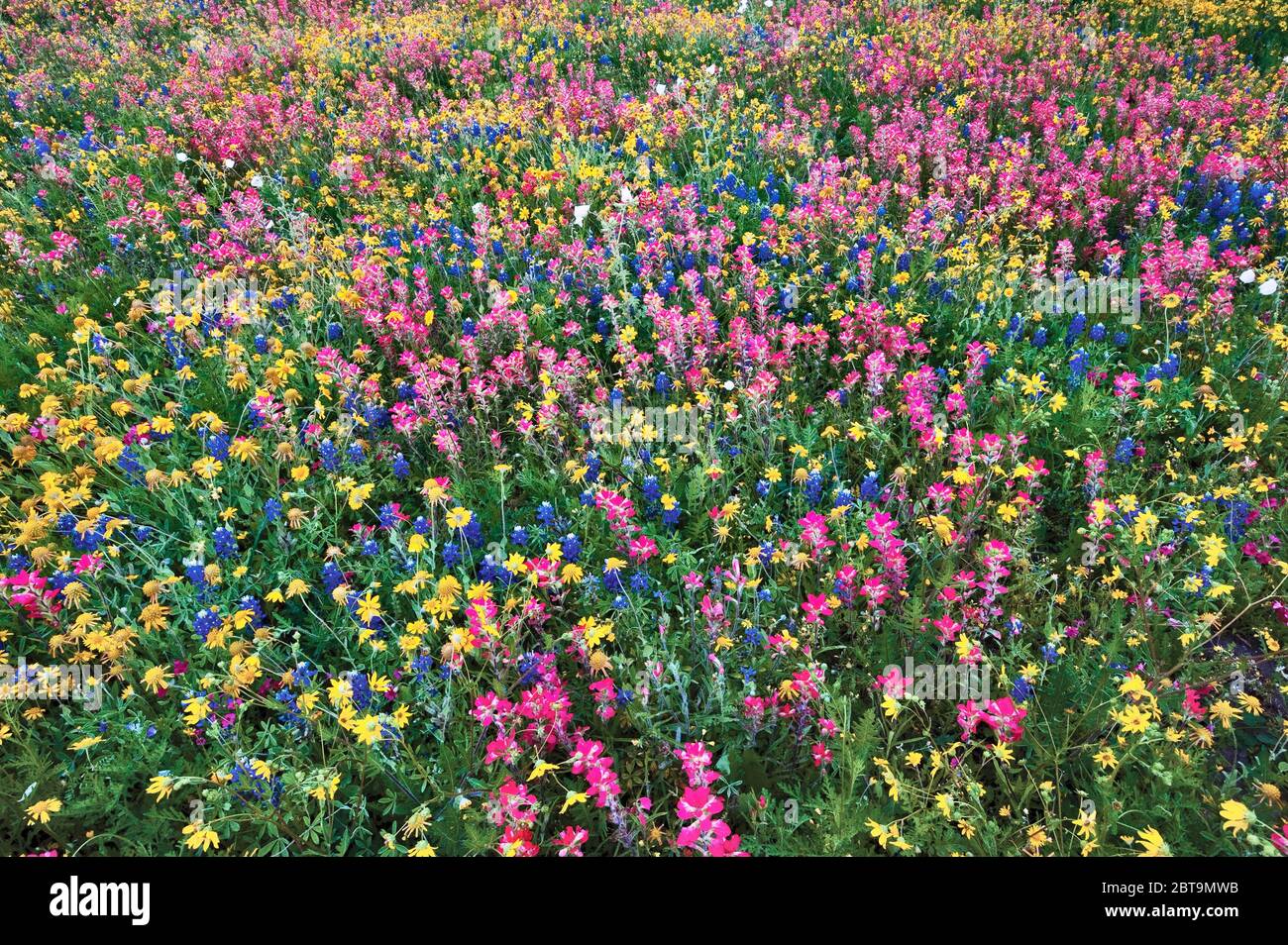 Blauhauben, Sonnenblumen und indische Malerblumen am Straßenrand im Frühling, Goliad State Park, in der Nähe von Goliad, Texas, USA Stockfoto