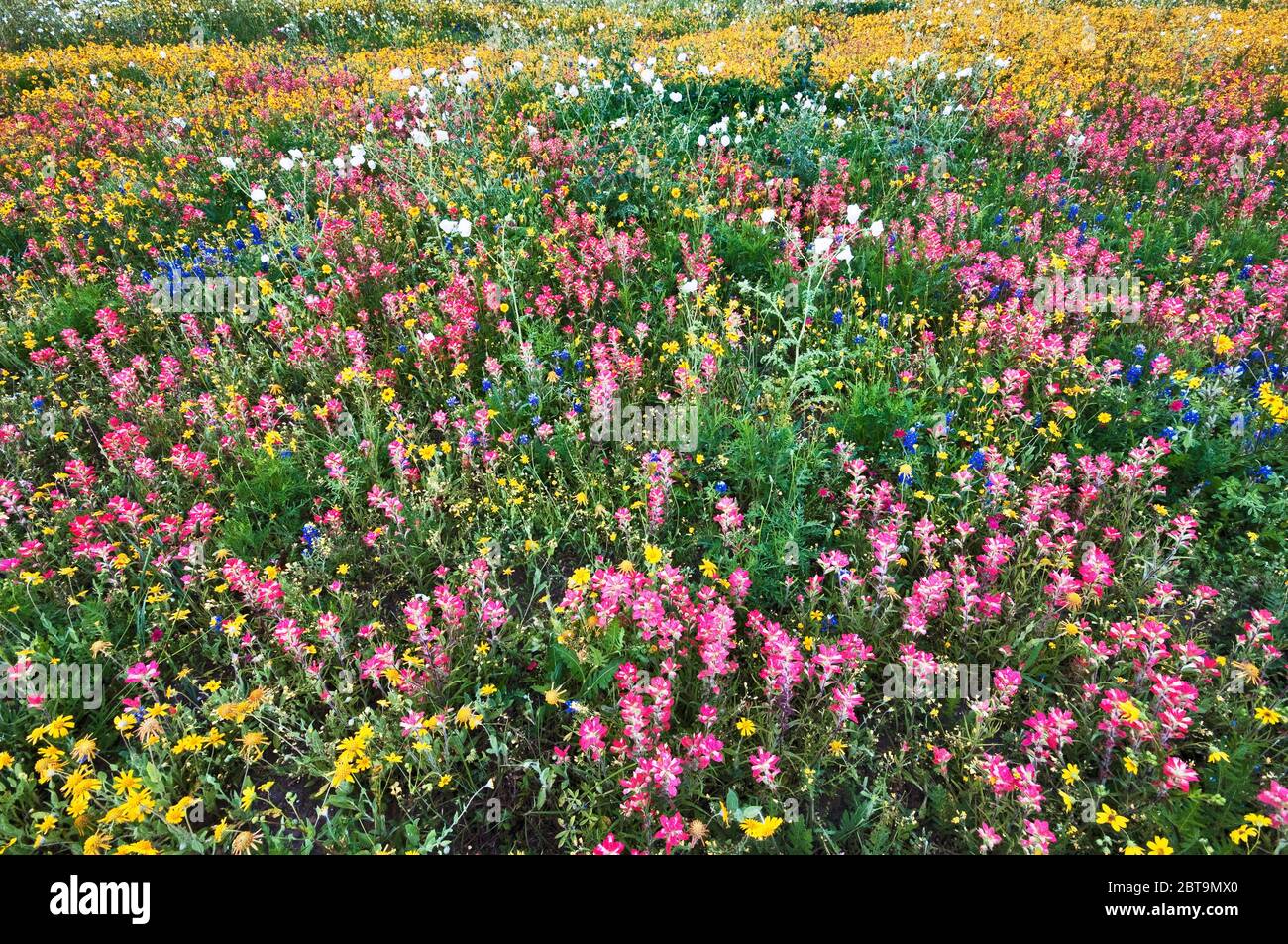 Indische Paintbrush Wildblumen im Vordergrund, Sonnenblumen, weiße stachelige Mohnblumen und einige bluebonnets, Frühling, Goliad State Park, Texas, USA Stockfoto