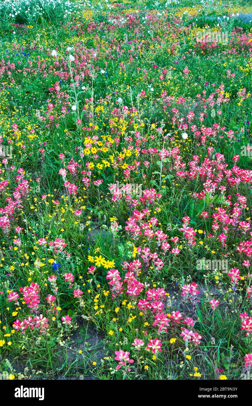 Indische Paintbrush Wildblumen mit Sonnenblumen, blauwölpeln und weißem Kaktusmohn am Straßenrand im Frühling, Goliad State Park, Texas, USA Stockfoto