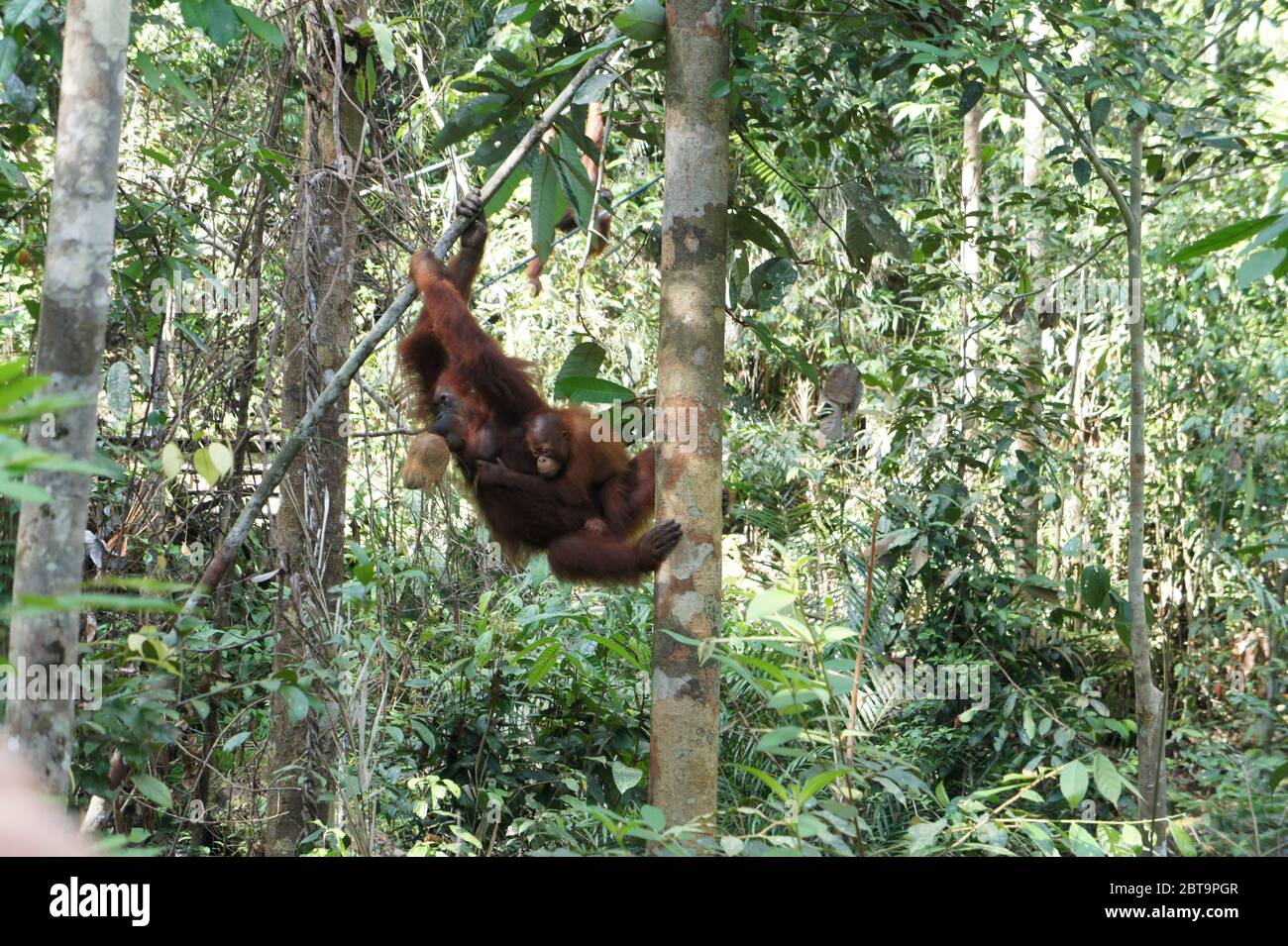 Orang Utan, Wildtierdschungel von Borneo, Borneo, Malaysia Stockfoto