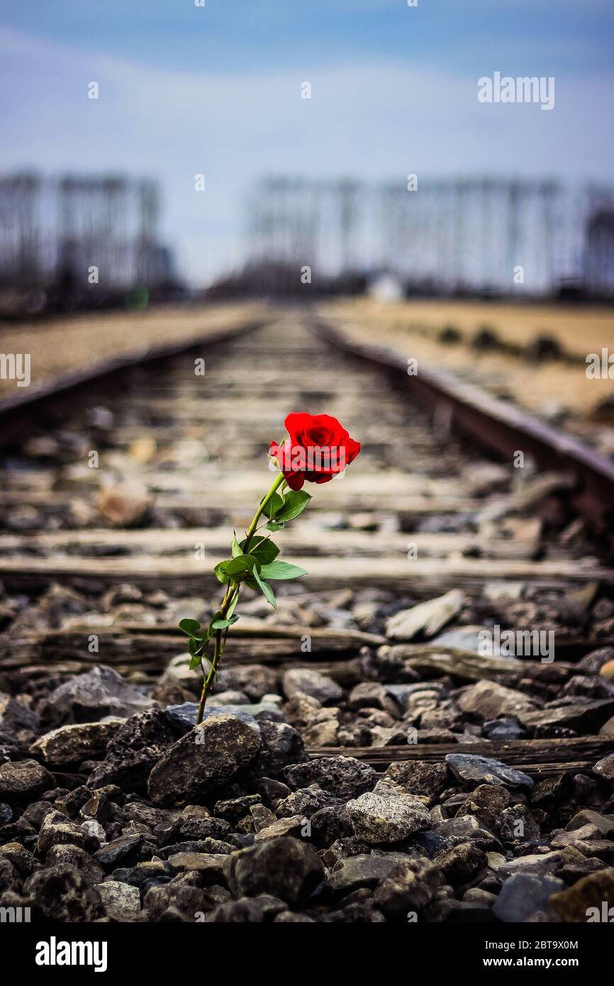 Auschwitz Birkenau II - Rose auf Todeszug Stockfoto