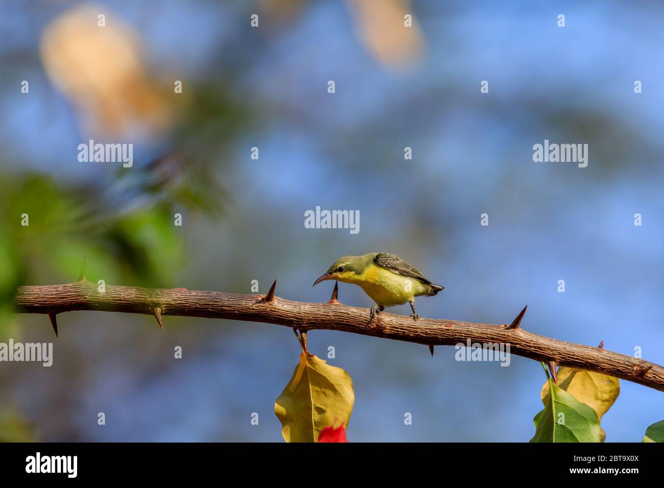 Jugendlicher lila Sonnenvogel auf einem Dornenstrauch thront Stockfoto