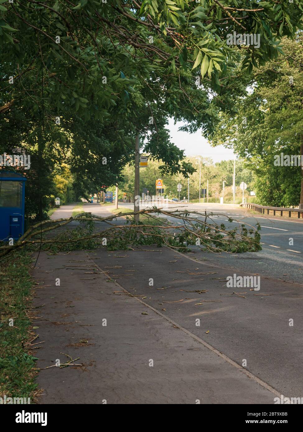 Ein vom Wind geblasene Baum blockiert den Radweg auf der A59 in Hutton, Lancashire, Großbritannien Stockfoto