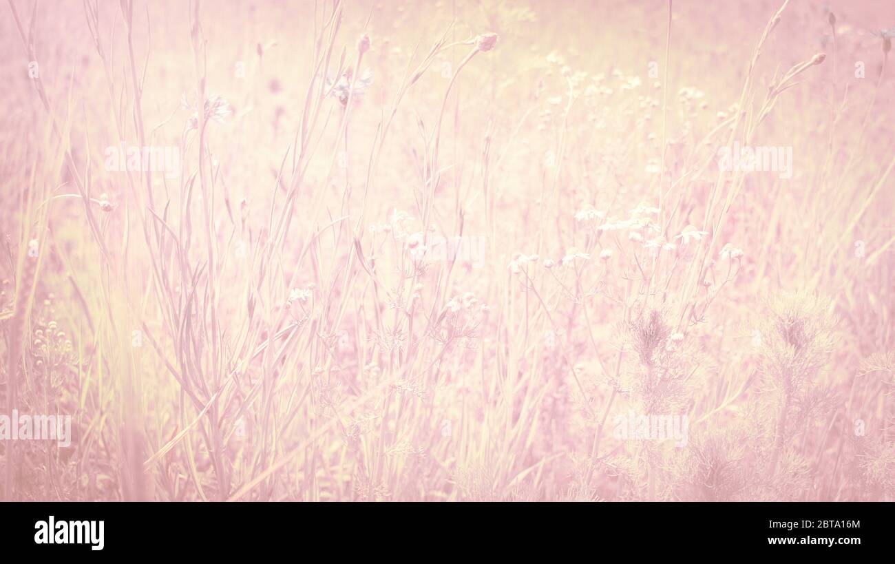 Pastell rosa Wiese Gras Blumen Hintergrund Muster Stockfoto