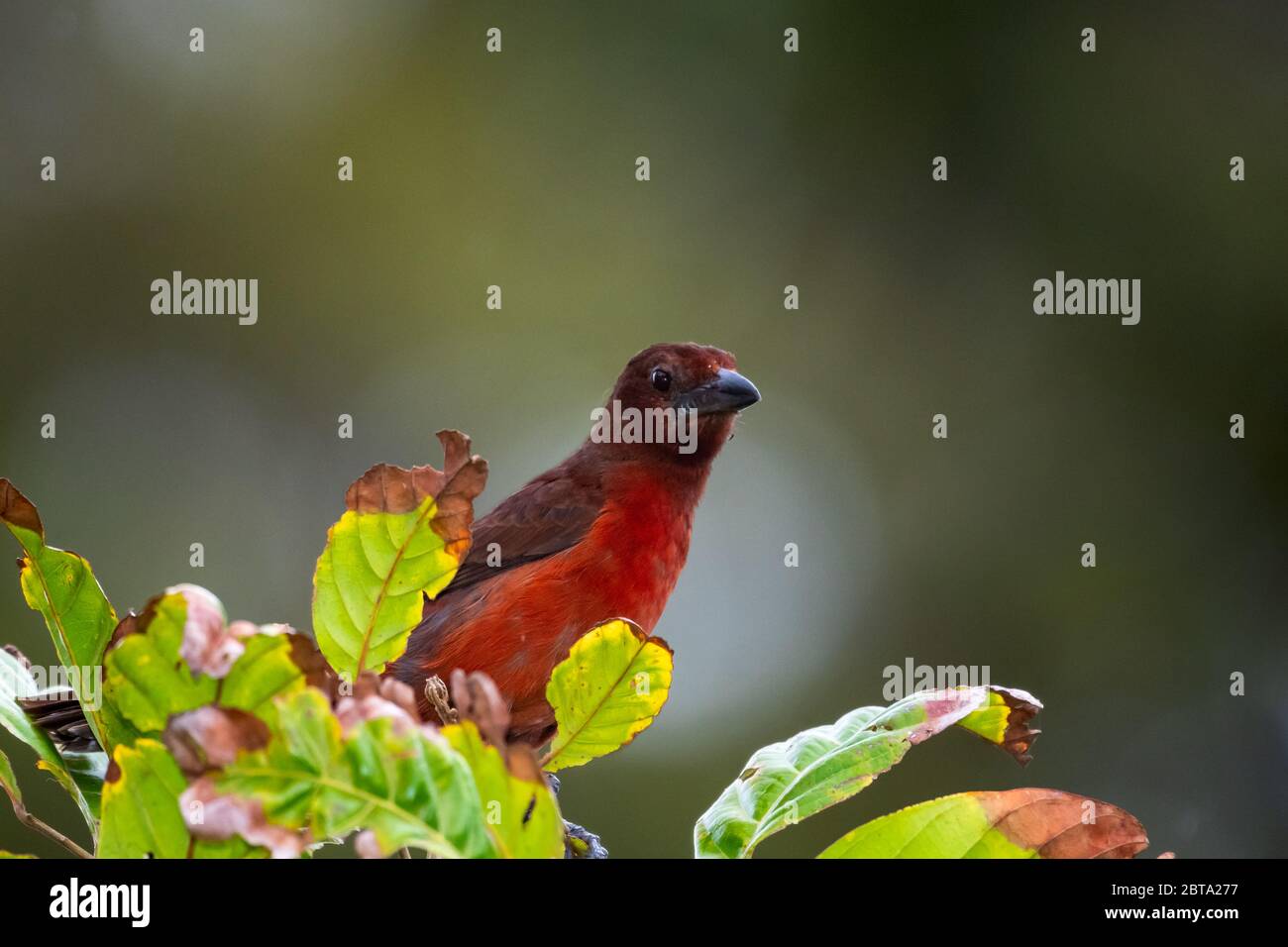 Eine weibliche Tanager mit Silberschnabelschnabelkrüge, die in einem Baum im Regenwald blätert. Stockfoto