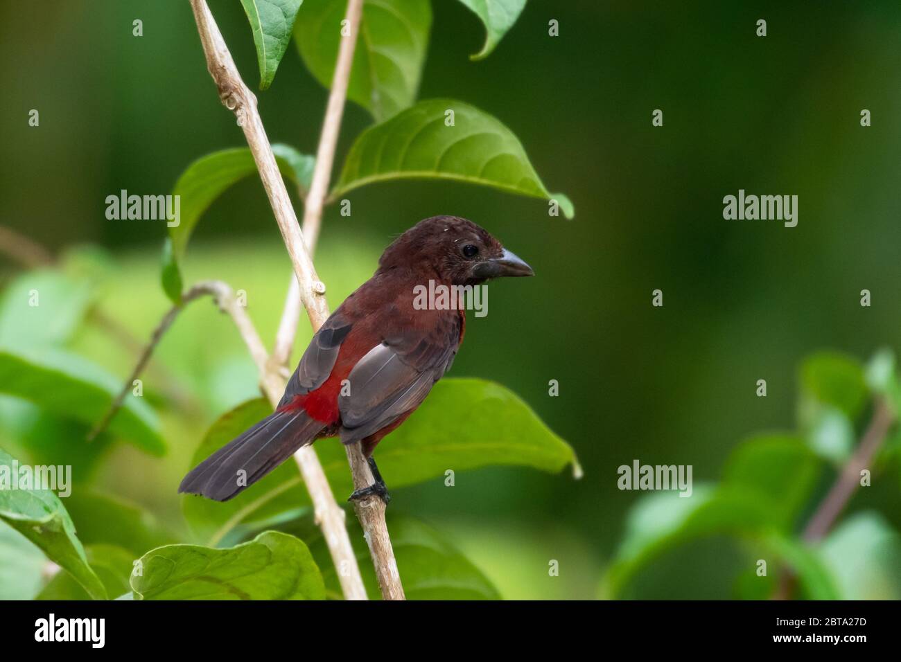 Eine weibliche Tanager mit Silberschnabelschnabelkrüge, die in einem Baum im Regenwald blätert. Stockfoto