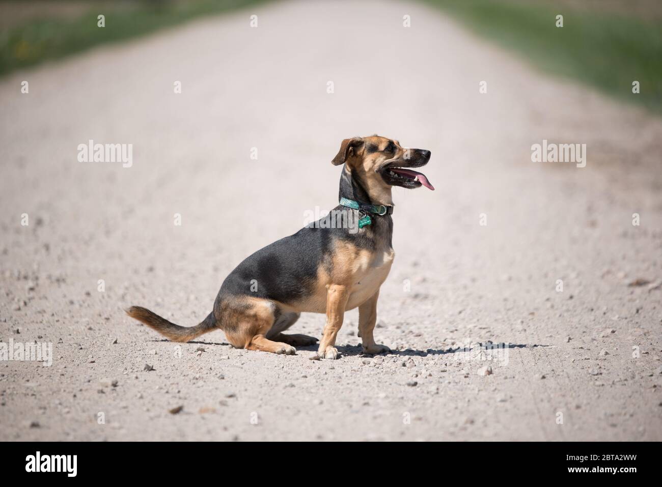 Kleiner süßer Hund, der allein sitzt Stockfoto