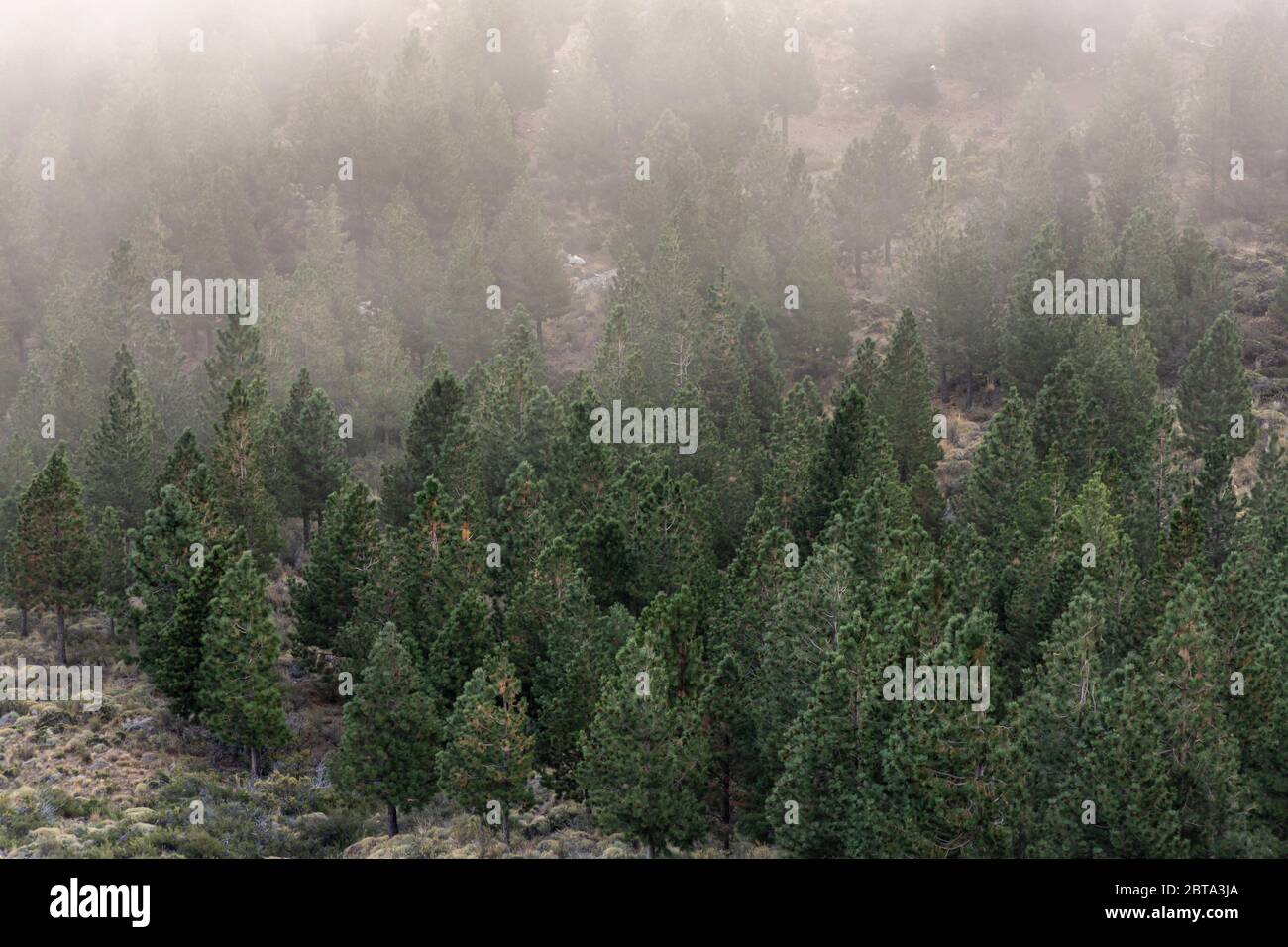 Nebliger Morgen im Wald Stockfoto