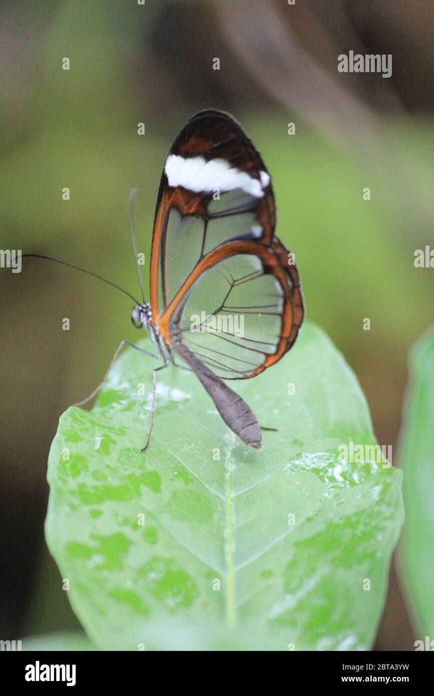 Glasswing Schmetterling Stockfoto
