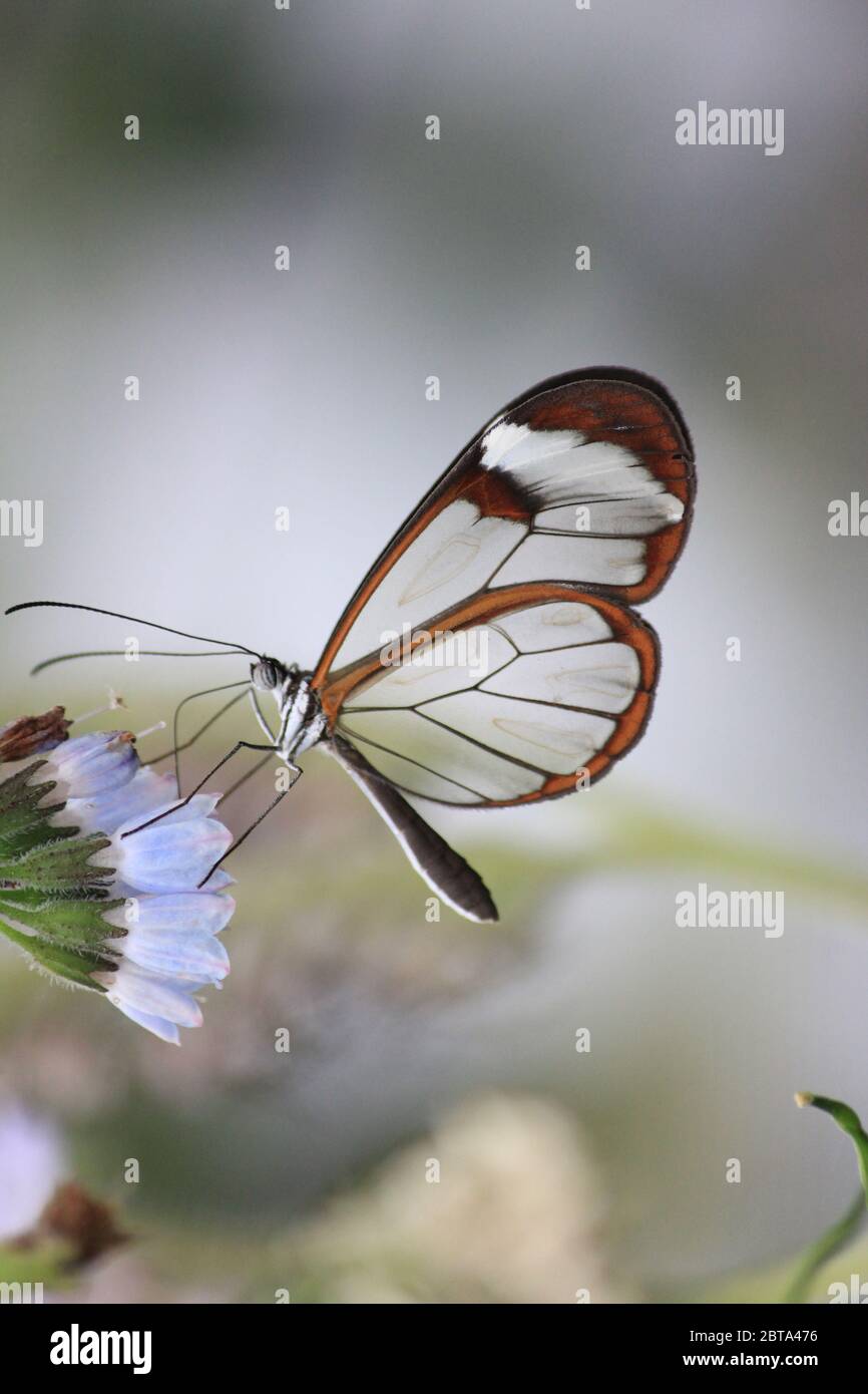 Glasswing Schmetterling Stockfoto