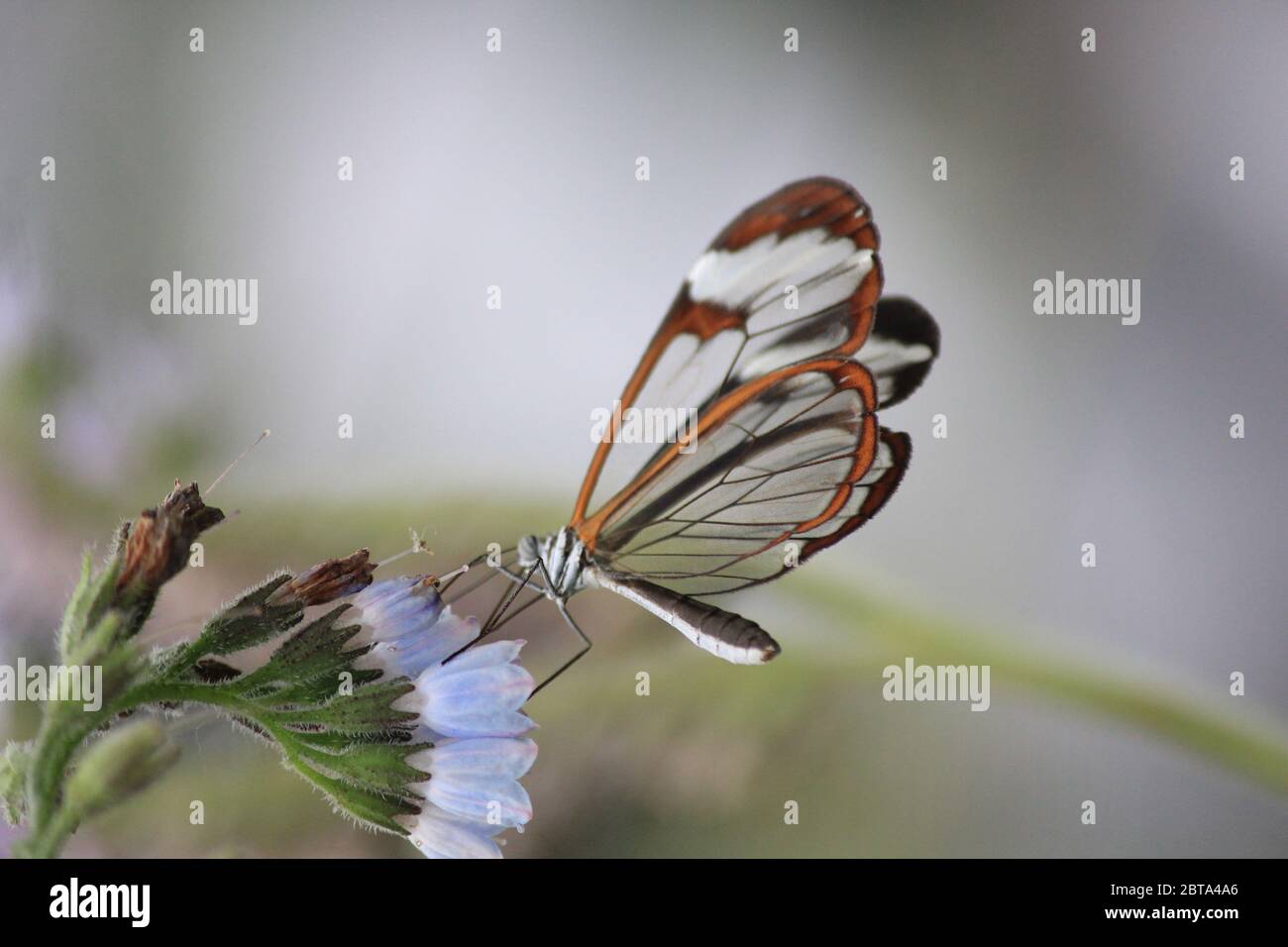 Glasswing Schmetterling Stockfoto