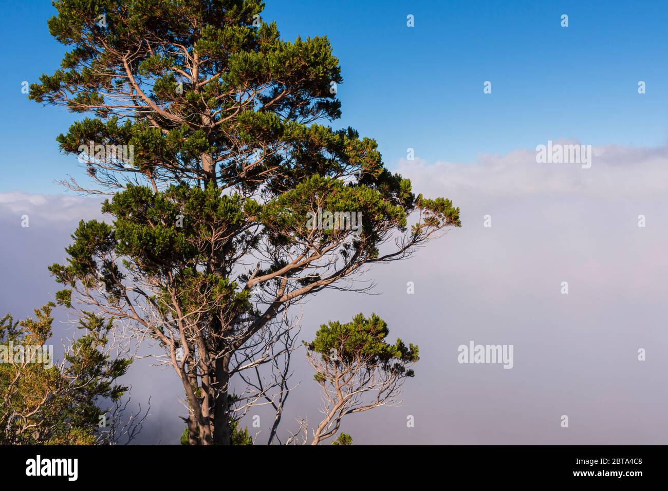 Szenenansicht des Austrocedrus chilensis (cipres cordillerano)-Baumes gegen Wolken Stockfoto