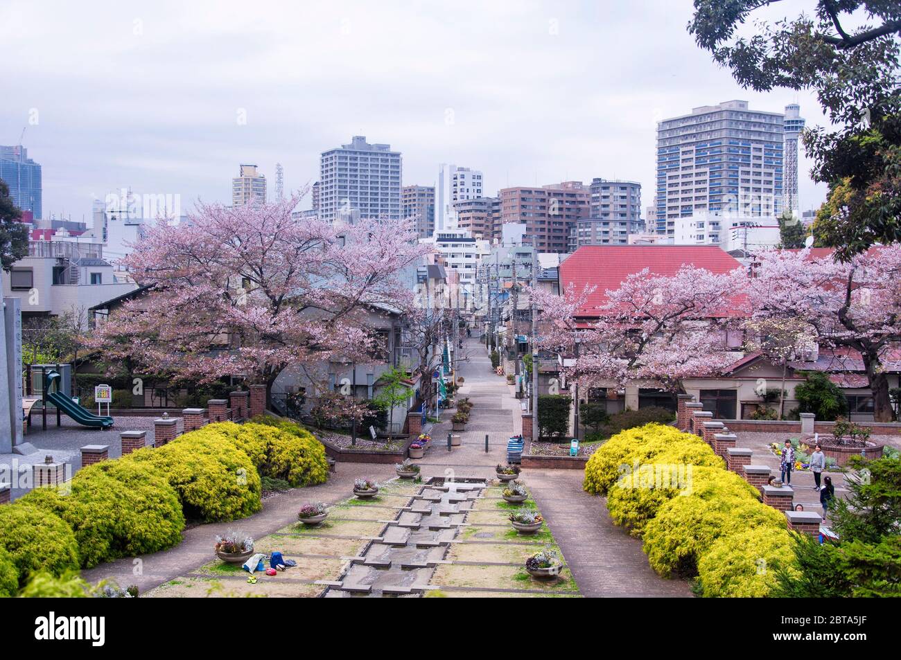Yokohama, Japan. April 2019. Blühende Sakura Bäume im Motomachi Park in Yokohama Japan an einem bewölkten Tag. Stockfoto