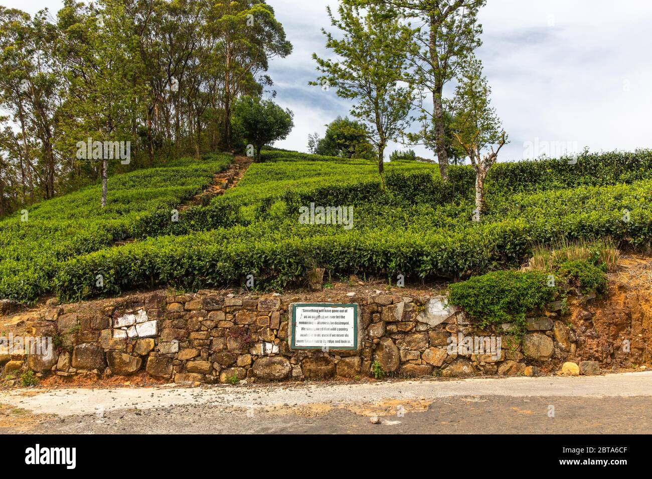 Teegärten im Hochland von Sri Lanka. Stockfoto