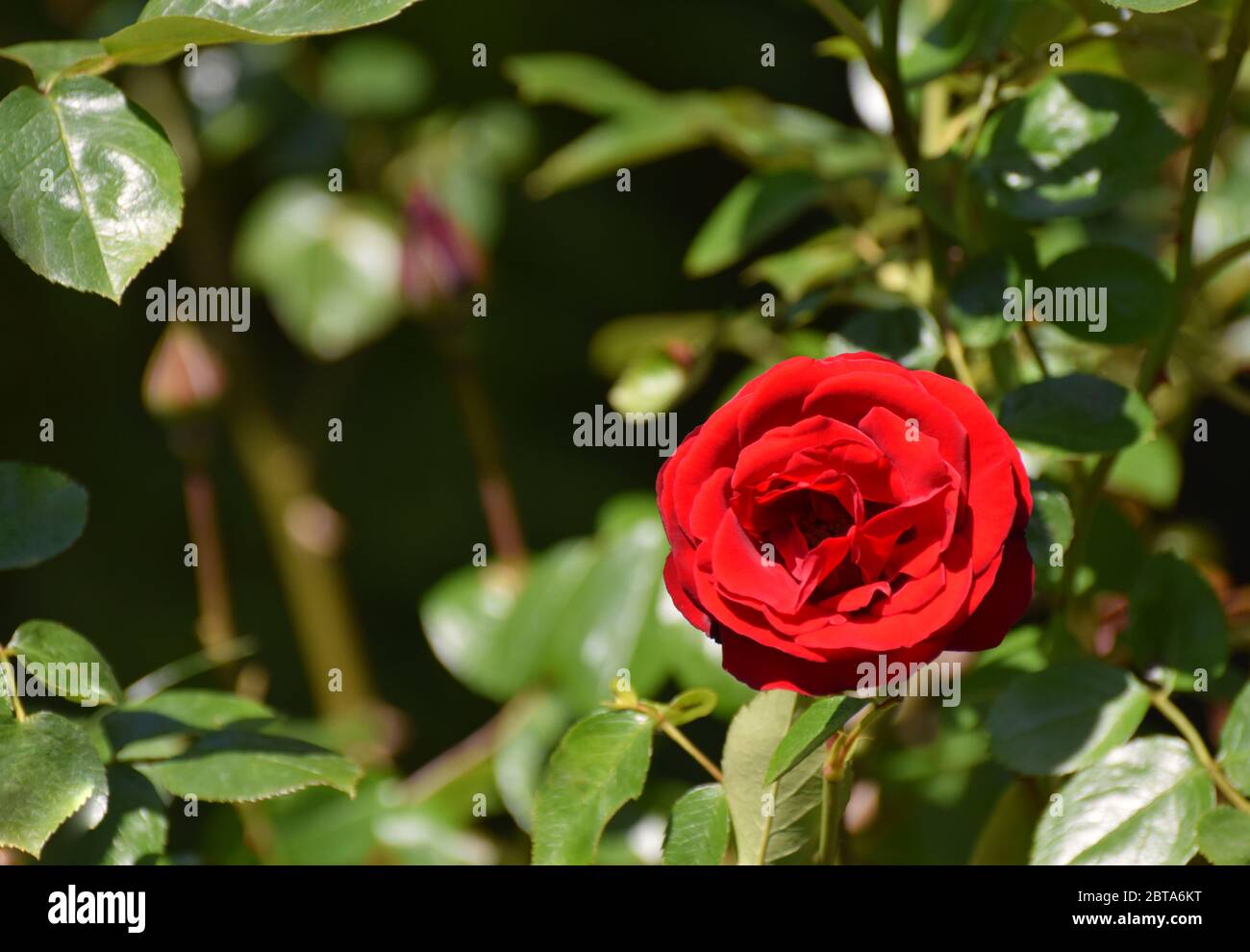 Eine einzelne rote Rose in voller Blüte, die auf einem wächst Rosenbusch Stockfoto