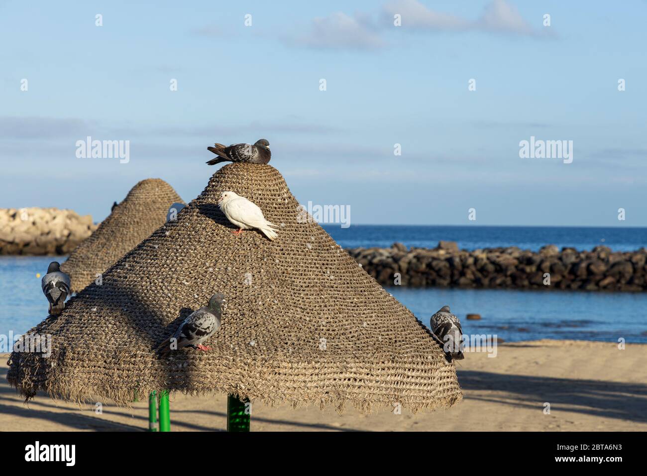 Tauben, die sich während der ersten Phase der Deeskalation des Covid 19 auf dem Strohschirm an der Playa La Pinta ausruhen, Coronavirus, Notstand, Stockfoto