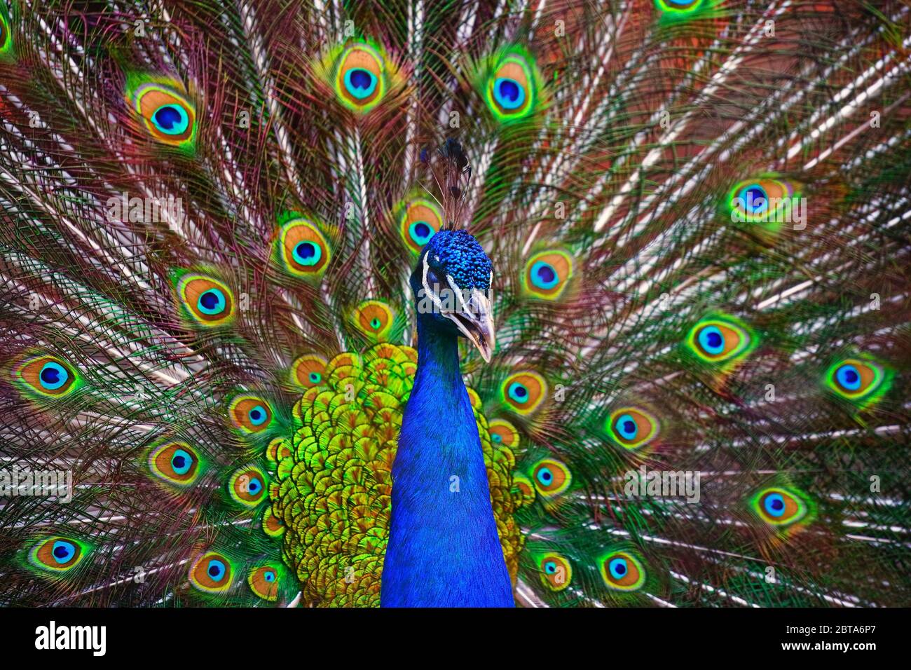 Ein schöner männlicher Pfau fluselte einen bunten bunten Schwanz. Paarungstanz eines Vogels oder Balz eines Weibchens Stockfoto