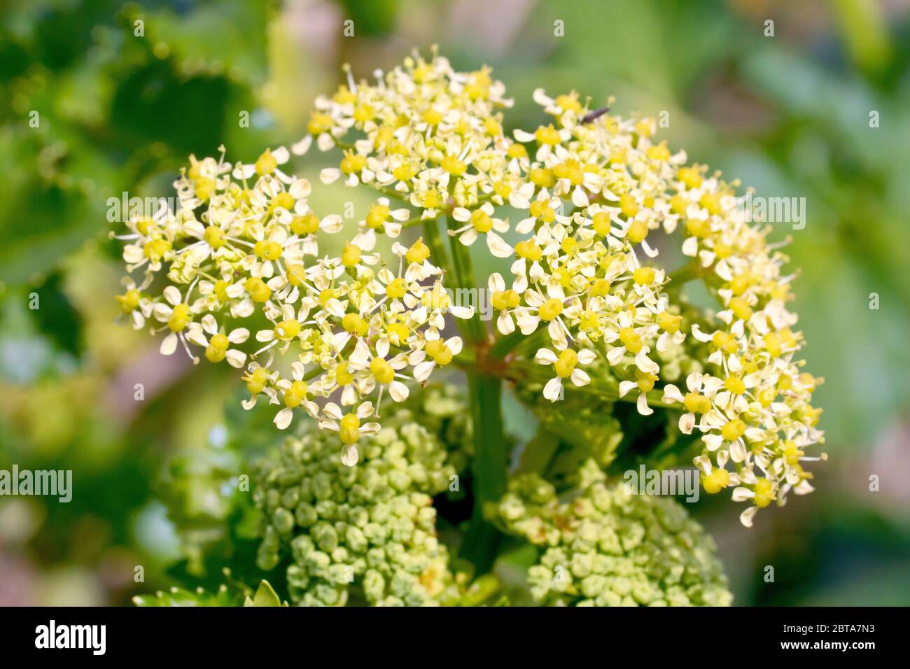 Alexanders (smyrnium olusatrum), Nahaufnahme eines einzelnen Blütenkopfes, der die kleinen grünlich-gelben Blüten zeigt. Stockfoto