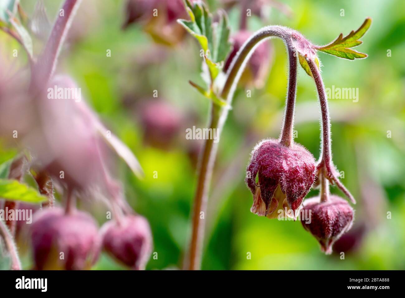 Water Avens (geum Rivale), auch bekannt als Billy's Button, Nahaufnahme zeigt die hängenden Blütenköpfe der Pflanze. Stockfoto