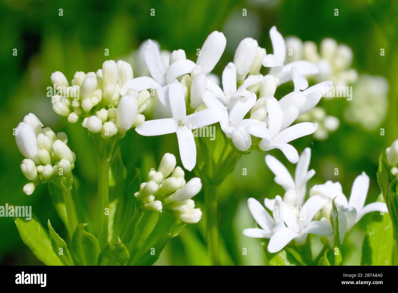 Waldmeister oder Süßer Waldmeister (galium odoratum), Nahaufnahme einer Gruppe von Blütenköpfen mit Blüten und Knospen. Stockfoto