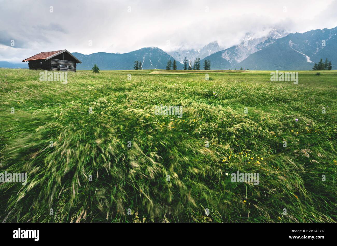 Wind weht durch hohe Gras und Blumenwiese mit Bewegung verschwimmen mit einer Holzhütte vor einem Sturm in den österreichischen Alpen, Mieminger Plateau, Tirol, A Stockfoto