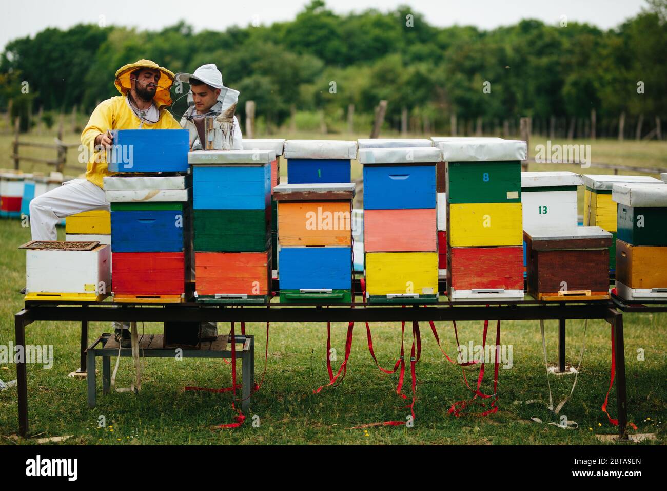 Der junge Imker lernt von seinem Lehrer, umgeben von Bienenstöcken Stockfoto