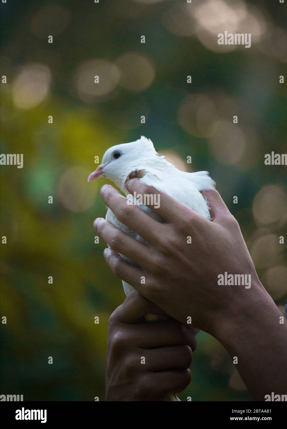 Eine schöne weiße Taube, die in menschlichen Händen ist Stockfoto