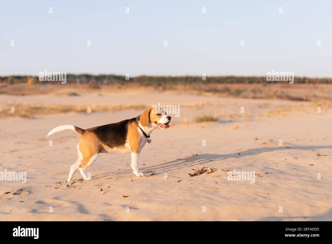 Ein junger fetter Beagle spaziert an einem sandigen Strand entlang. Ein reinrassiger Hund auf dem Sand, ohne dass Menschen alleine laufen. Stockfoto