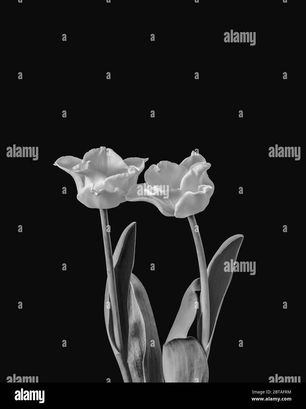 Isolierte weiße Tulpenblüten Paar minimalistischen Makro auf hellblauem Hintergrund, mit Stamm und grünen Blättern Stockfoto