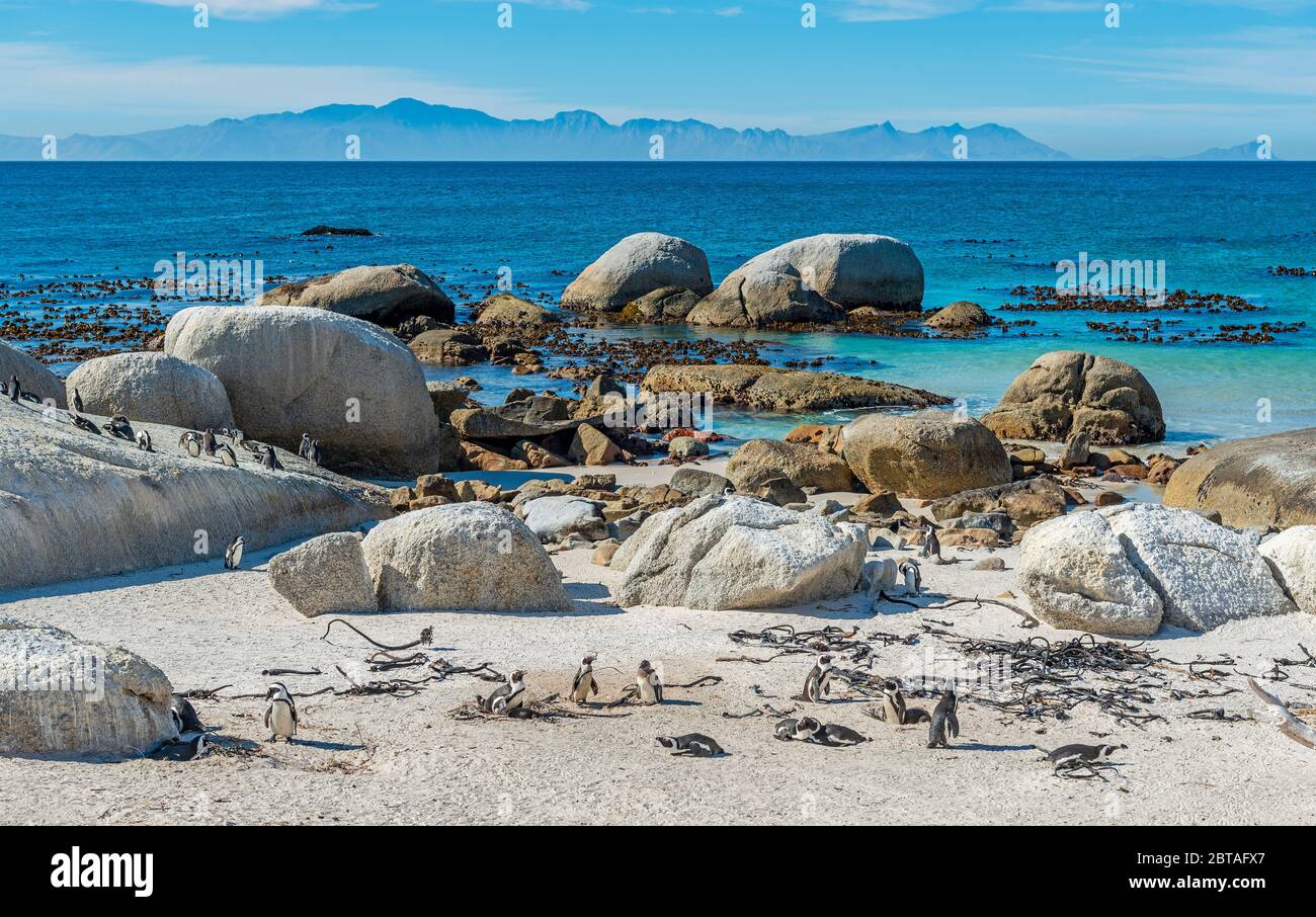 Kolonie afrikanischer Pinguine (Spheniscus demersus), bekannt als Kappinguin, und südafrikanischer Pinguin am Boulder Beach in der Nähe von Kapstadt, Südafrika. Stockfoto