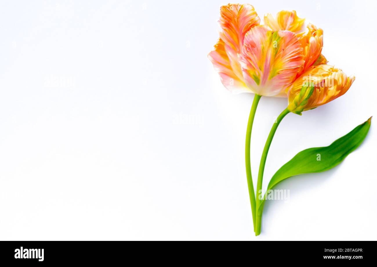 Bunte rosa Lachs Papagei Tulpen auf weißem Hintergrund kopieren Raum Draufsicht, Feier Karte, Abkotierung oder Tapete Konzept Stockfoto
