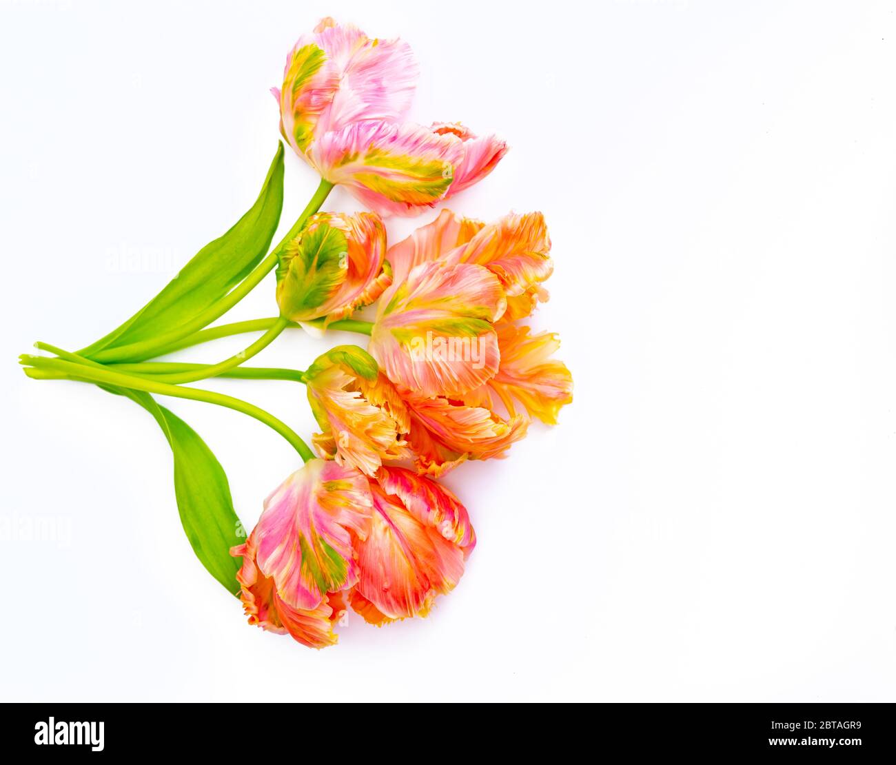Bunte rosa Lachs Papagei Tulpen auf weißem Hintergrund kopieren Raum Draufsicht, Feier Karte, Abkotierung oder Tapete Konzept Stockfoto